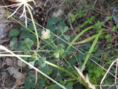 Peucedanum oreoselinum