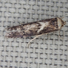 Blastobasis adustella