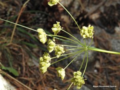 Peucedanum oreoselinum