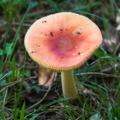Amanita parcivolvata