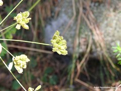 Peucedanum oreoselinum