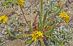 Ivesia lycopodioides scandularis