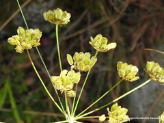 Peucedanum oreoselinum