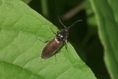 Hemicrepidius pallidipennis