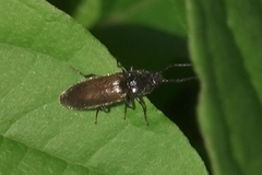 Hemicrepidius pallidipennis