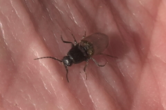 Hemicrepidius pallidipennis