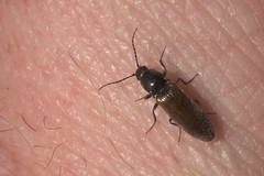 Hemicrepidius pallidipennis