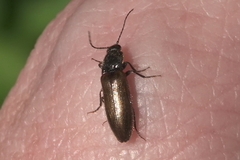 Hemicrepidius pallidipennis