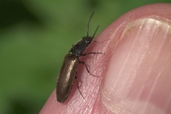 Hemicrepidius pallidipennis