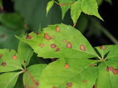 Phyllosticta parthenocissi