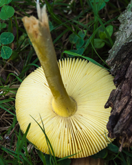 Amanita parcivolvata
