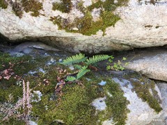 Galium rotundifolium