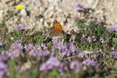 Argynnis elisa