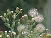 Tropical Horseweed - Photo (c) Hong, some rights reserved (CC BY-NC), uploaded by Hong