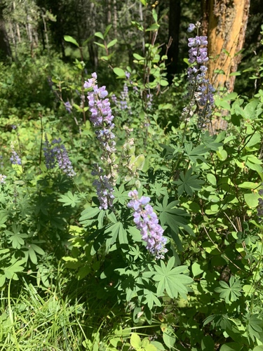 Silvery lupine (Lupinus argenteus)
