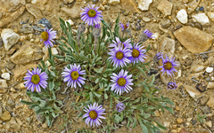 Erigeron pygmaeus