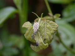 Eugnathus distinctus