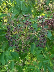 Sambucus canadensis