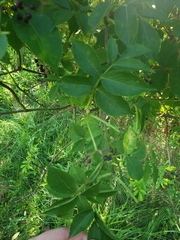 Sambucus canadensis