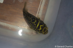 Eyespot Puffer photo 4