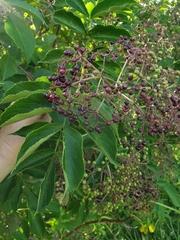 Sambucus canadensis
