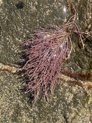 Lithothrix aspergillum