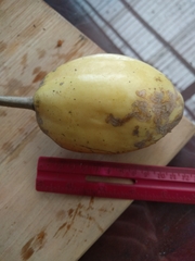 Vasconcellea × pentagona