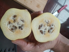 Vasconcellea × pentagona