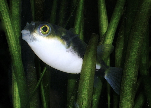 Amazon Puffer