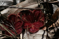 Drosera squamosa