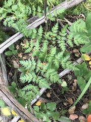 Ligusticum porteri