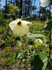 Hibiscus aculeatus