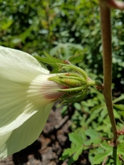 Hibiscus aculeatus