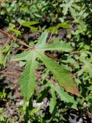 Hibiscus aculeatus