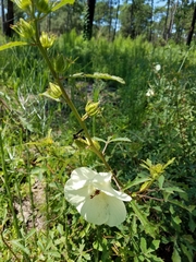 Hibiscus aculeatus