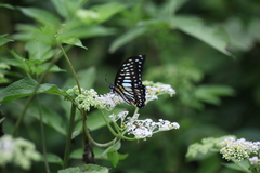 Graphium chironides
