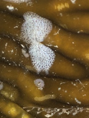 Corambe