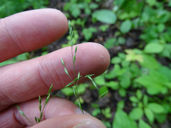 Poa alsodes