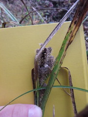 Carex frankii