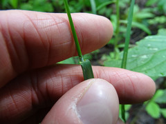 Poa alsodes