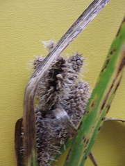 Carex frankii
