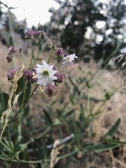 Mirabilis hirsuta