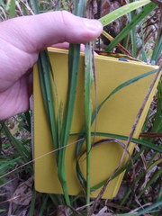 Carex frankii