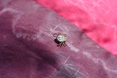 Dermacentor andersoni