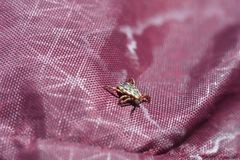 Dermacentor andersoni