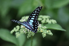 Graphium chironides