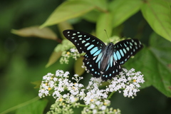 Graphium chironides
