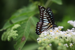 Graphium chironides