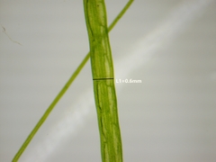 Potamogeton berchtoldii