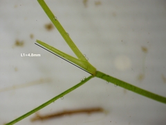 Potamogeton berchtoldii